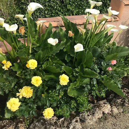 Hébergement de vacances Les Terrasses De L'oliu De L'oustalet